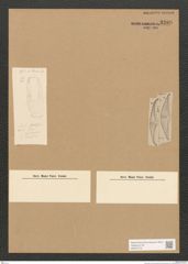 Diatomeae indet. Zeichnungen Sammlung Grunow Nr. 3289 (NHMW-BOT-W0370775)